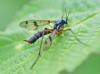 Ptychoptera contaminata
